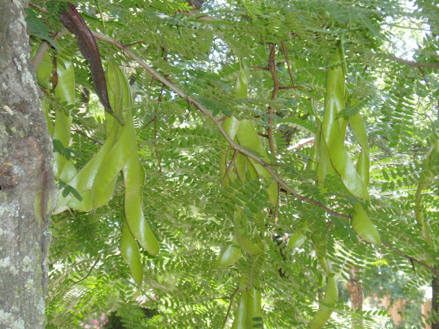 acacia-de-tres-espinas-gleditsia-triacanthos