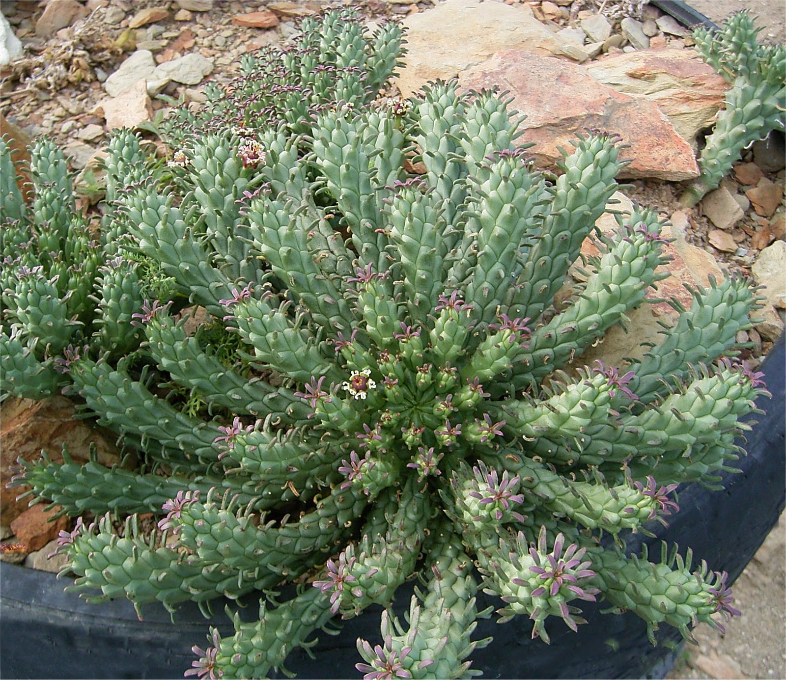 Euphorbia caput -medusae