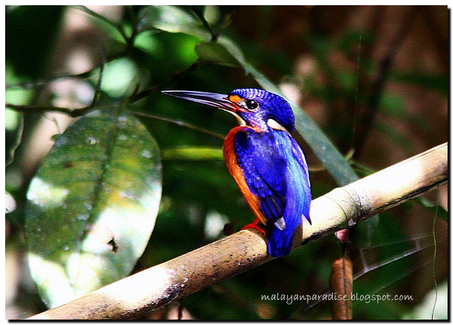 SOUTH EAST ASIA BIRDS Malaysia birds paradise Blue eared Kingfisher