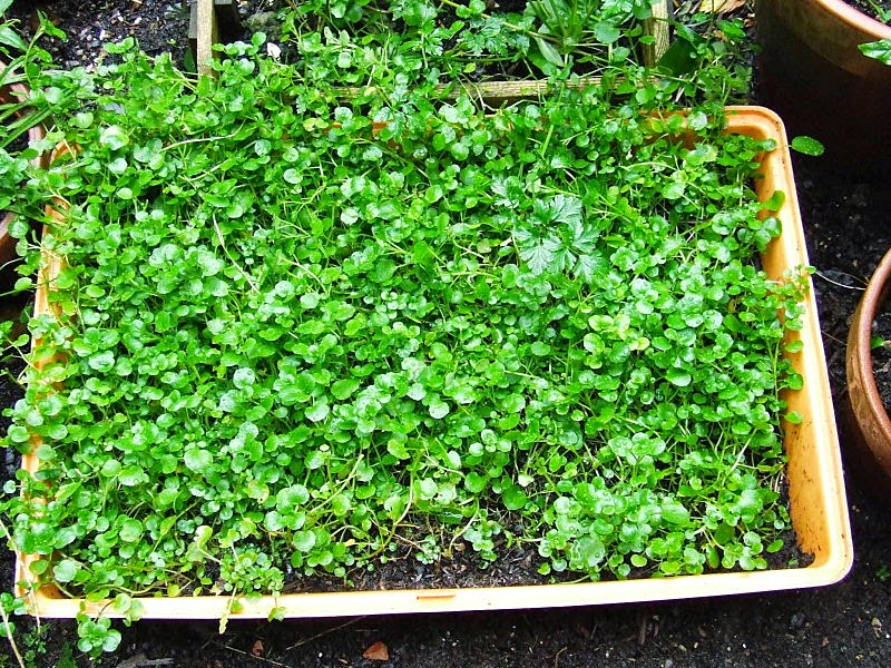 watercress