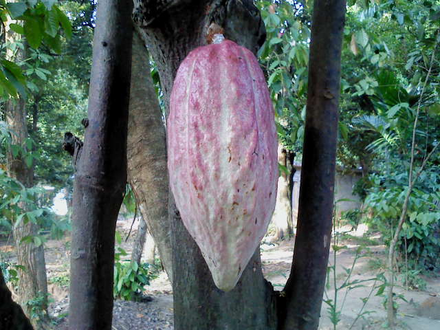 New Ranweli Spice Garden Sneak a Peek Cocoa