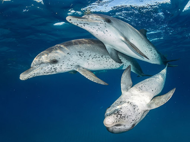 10. Дельфины в Бимини, Багамские острова. (Фото Eugene Kitsios | The Ocean Art 2018 Underwater Photography Competition):