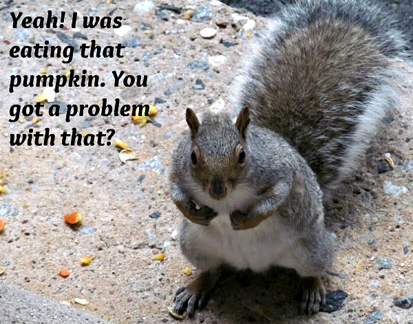 Squirrel with Attitude