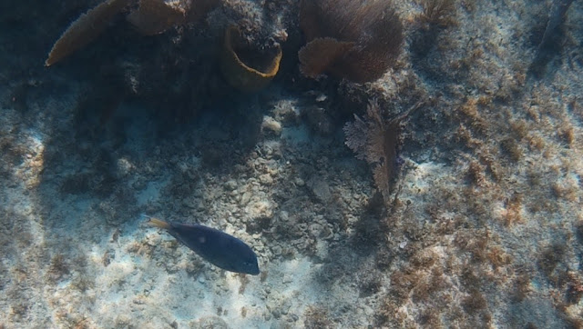 Chankanaab - blauer Fisch im Wasser Chankanaab - blauer Fisch im Wasser