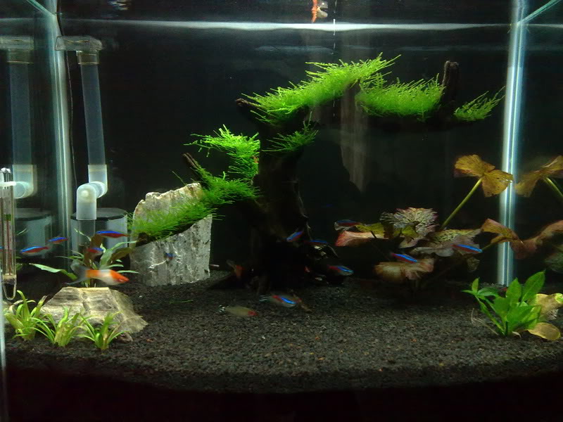 aquascape minimalis batu aquascape design pekanbaru welcome to aquascape pekanbaru aquascape minimalis batu aquascape design pekanbaru welcome to aquascape pekanbaru