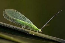 Fauna Auxiliar: Crisopes