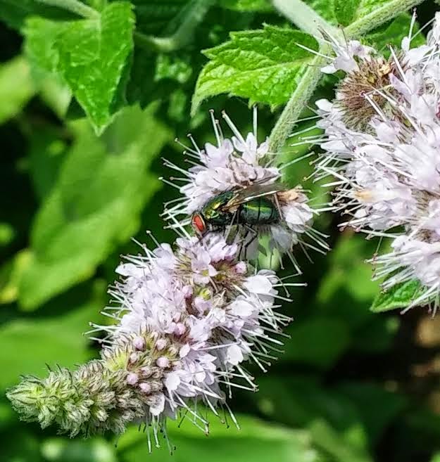 The Daily Bone Peppermint Bugs
