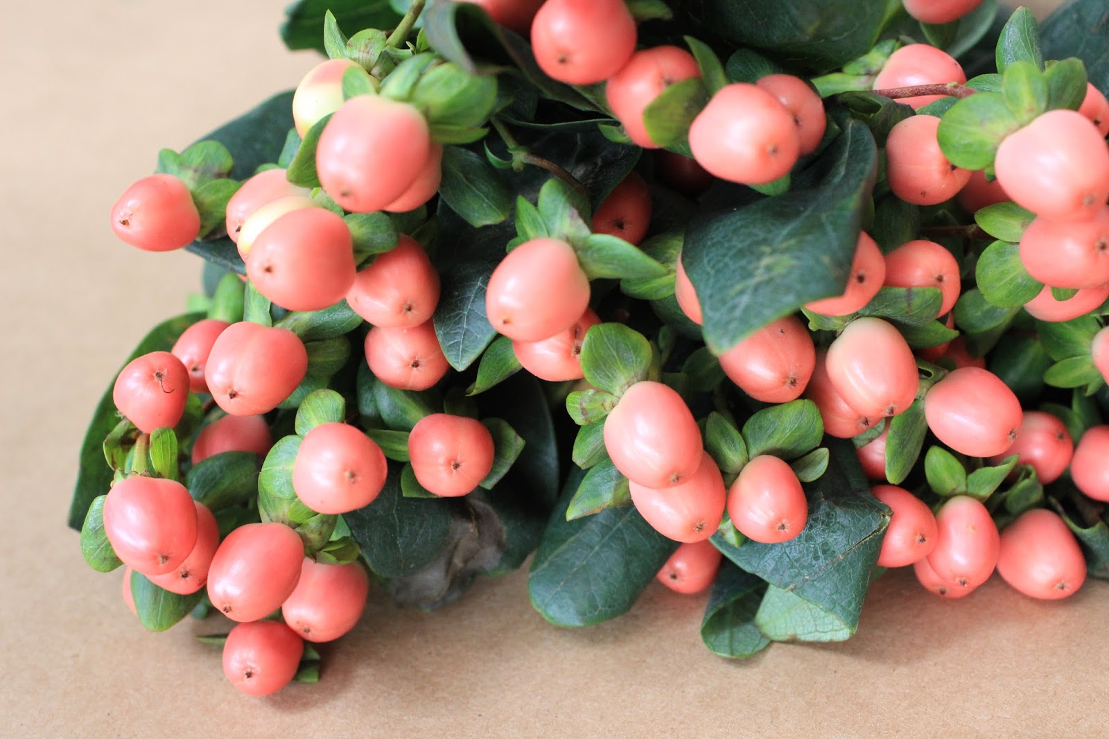 fort & field FRESH CUT FLOWER TIPS