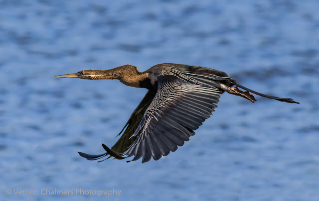 Darter in Flight over the Diep River / Table Bay Nature Reserve