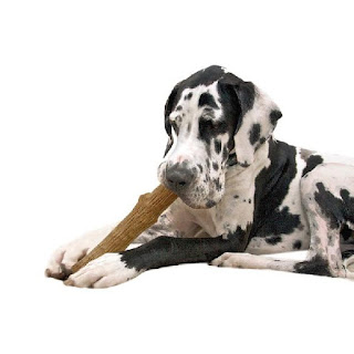 Dogwood hondenspeelgoed alternatief voor tak of stok