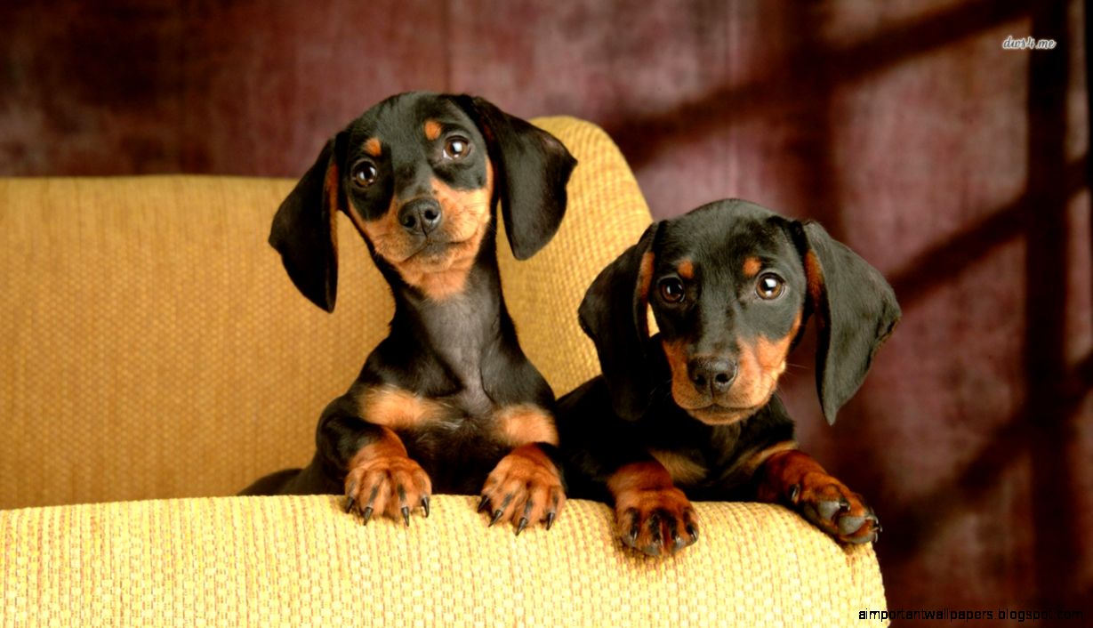 Dachshund Best Wallpaper  Animal Planet HD