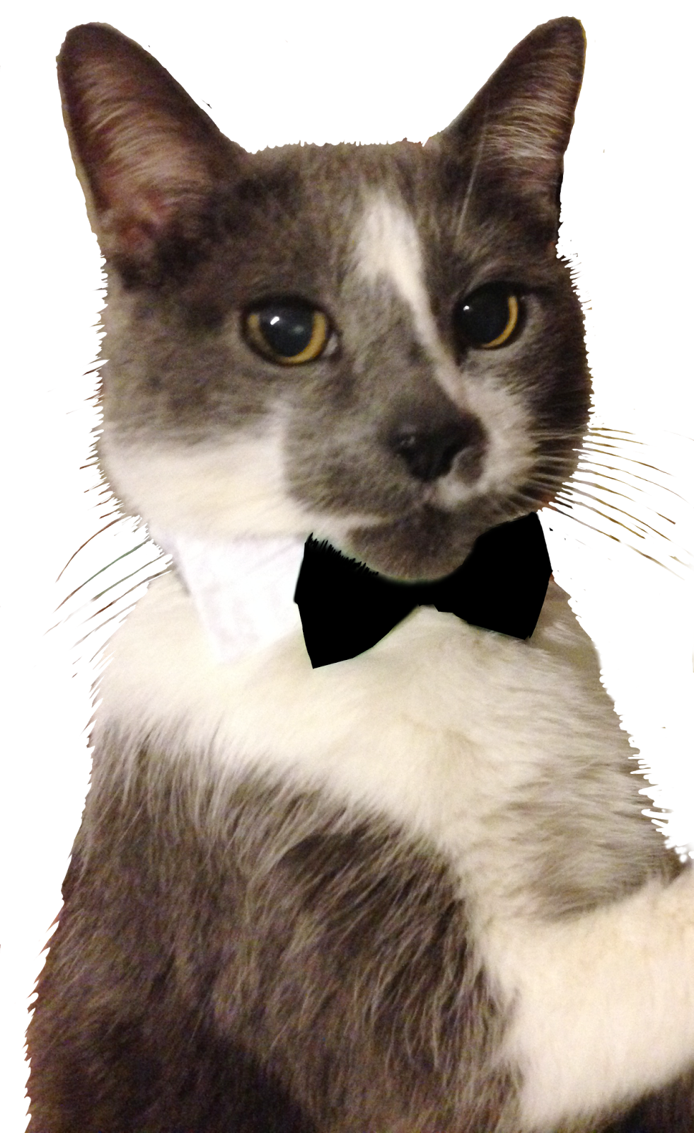 Backyard Burial Company CAT FORMAL backyard-burial-company-cat-formal