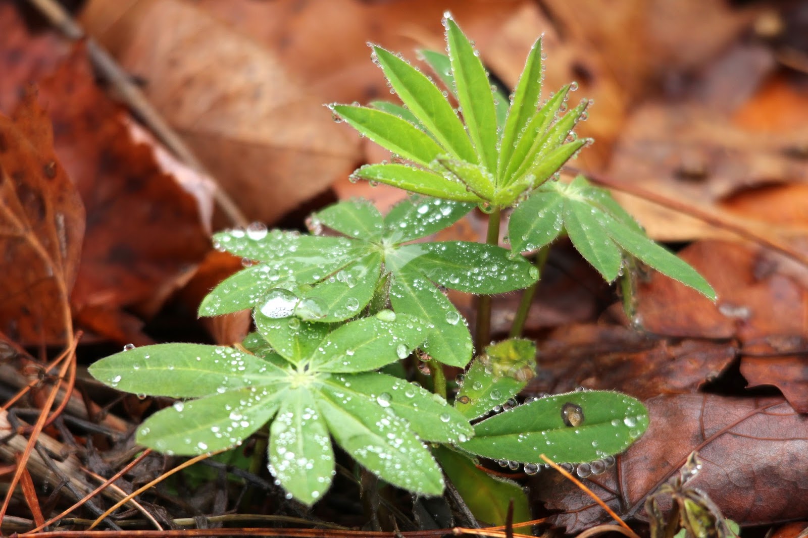 Here and There Day 327 22nd November 2016 Lupin Leaves