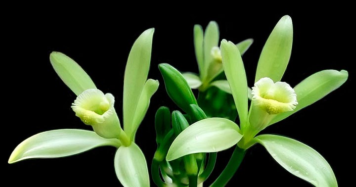 Orquídeas no Apê: Orquídea Vanilla, a mãe da baunilha