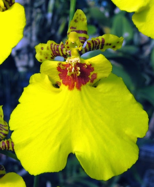 Paixão por orquídeas - Meu orquidário: Oncidium Aloha e Sweet Sugar: Dicas  de cultivo da Chuva-de-ouro e de fixação em tutor vivo.