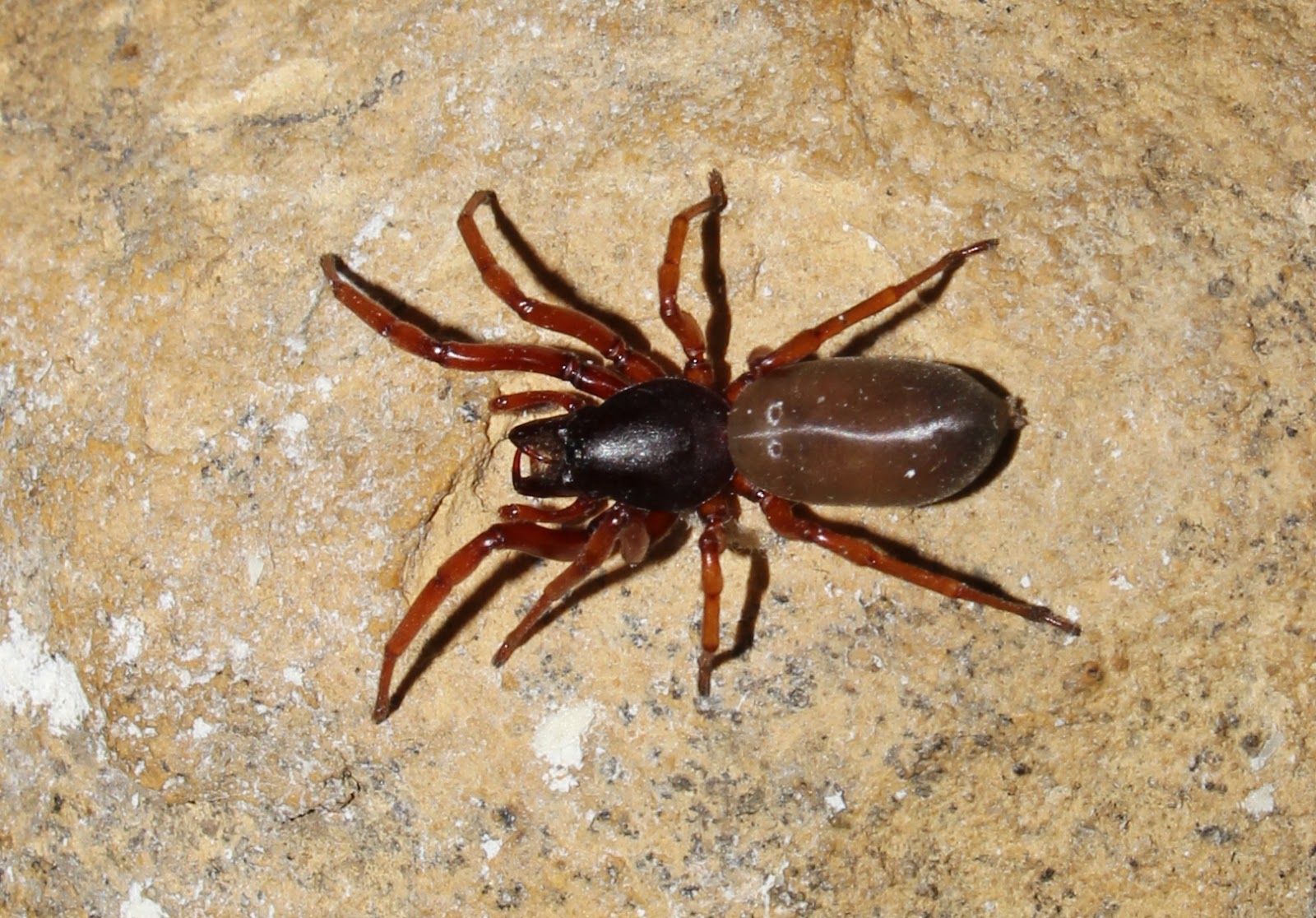 Biodiversity of Cyprus by NGO Protection of the Natural Heritage and