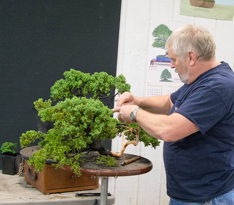 Walter Pall Bonsai Adventures Int. Bonsai Academy in Michigan 3