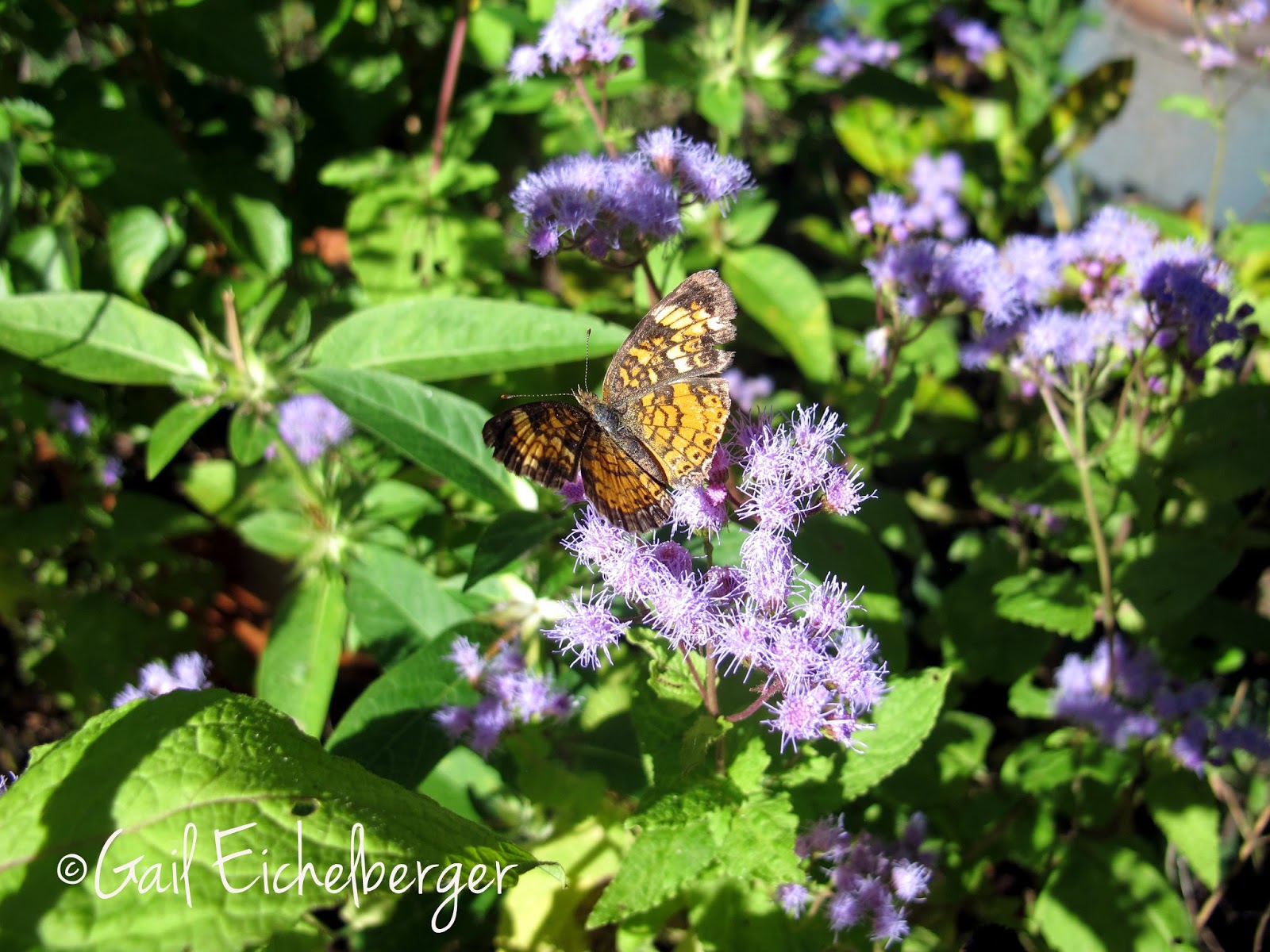 clay and limestone Wildflower Wednesday Hardy Blue Mist Flower