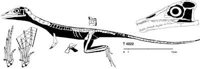 anatomia de Macrocnemus
