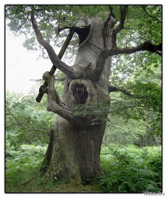 Kumpulan Gambar Lucu Aneh Unik Pohon Unik