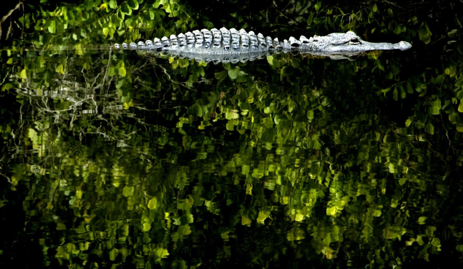 Everglades Wallpapers