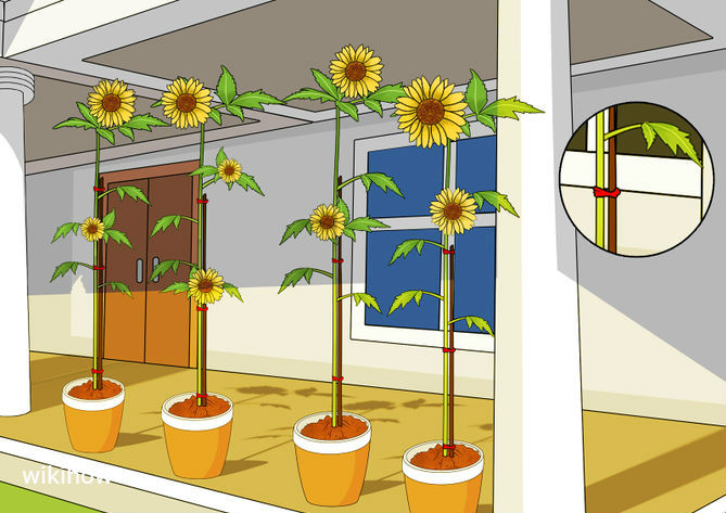 Cara Menanam Bunga  Matahari  di Rumah Pot  Bunga  Matahari  