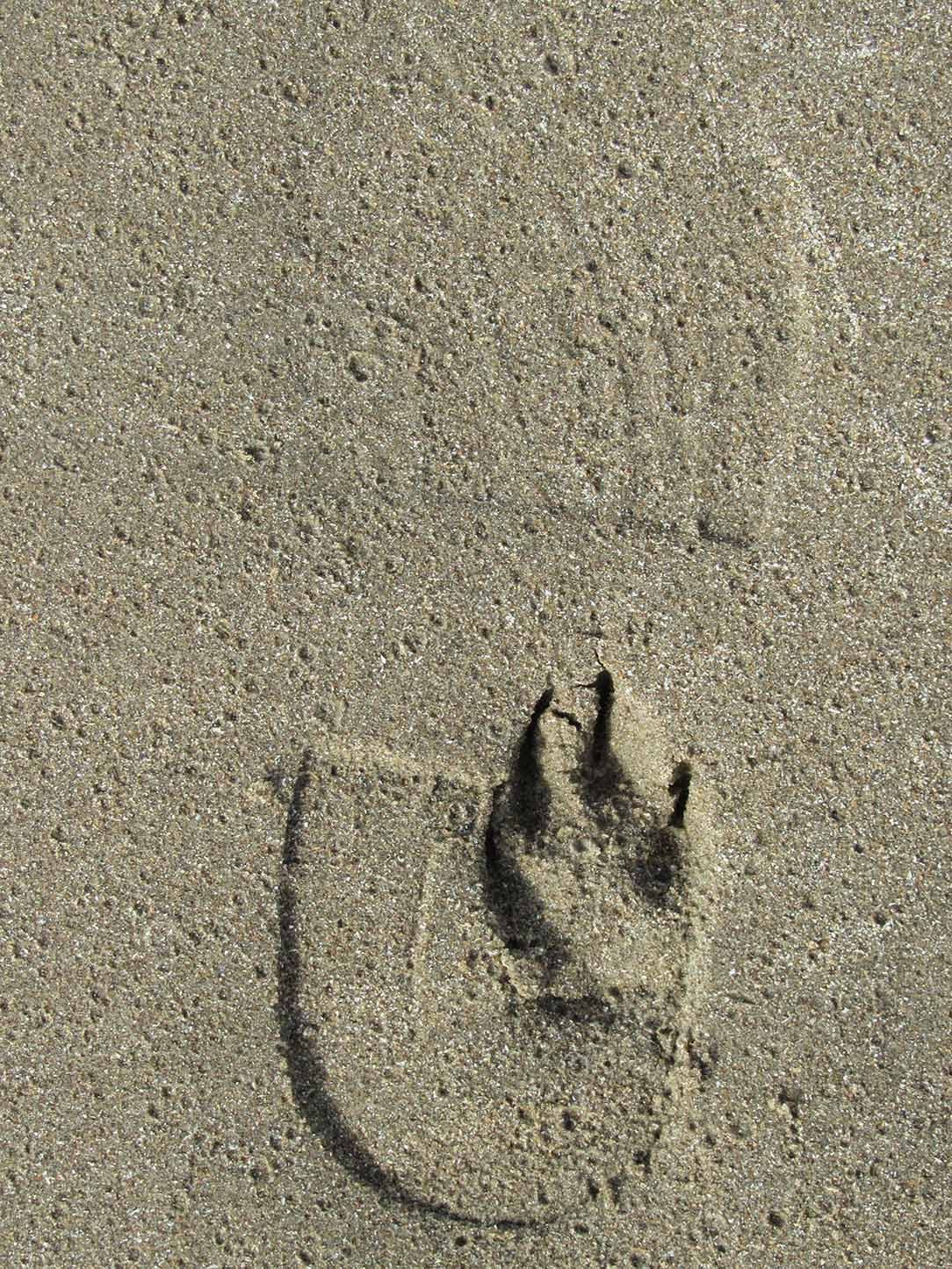 man's and dog's footsteps