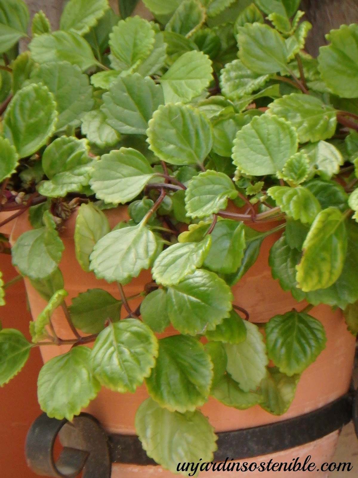 Plectranthus verticillatus (Planta del dinero)