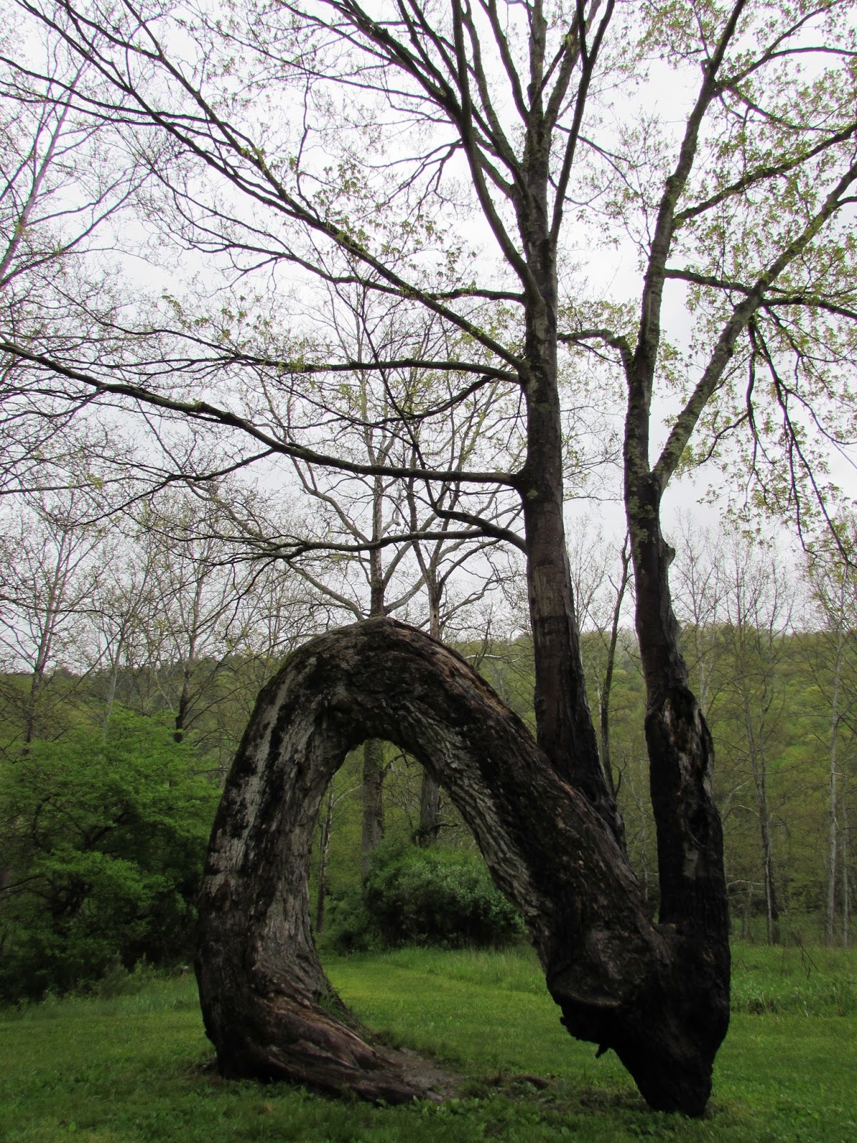 rock and stone outdoor living center bemus point on Sinnemahoning State Park Amazing Arched Tree Interpretive Center More Interesting Pennsylvania And Beyond