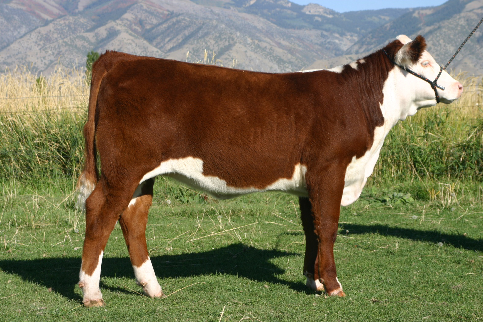 CACHE CATTLE COMPANY WESTERN NATIONAL NUGGET SHOW AND SALE 2011, RENO