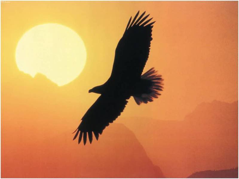 eagle_in_the_sunset.jpg