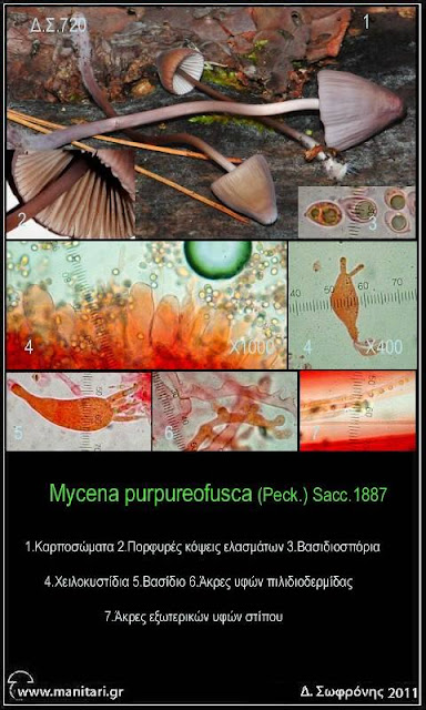 Mycena purpureofusca (Pecc.) Sacc.