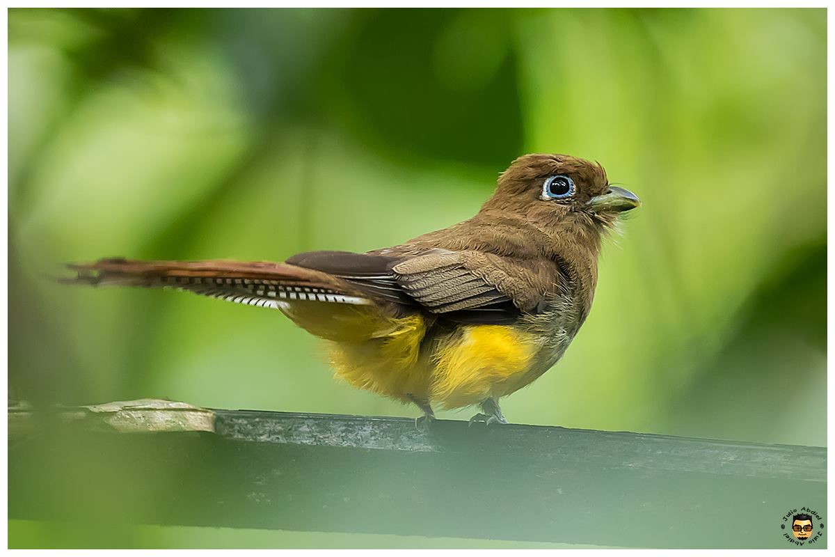 Panama Birds and Wildlife Photos' Blog grows
