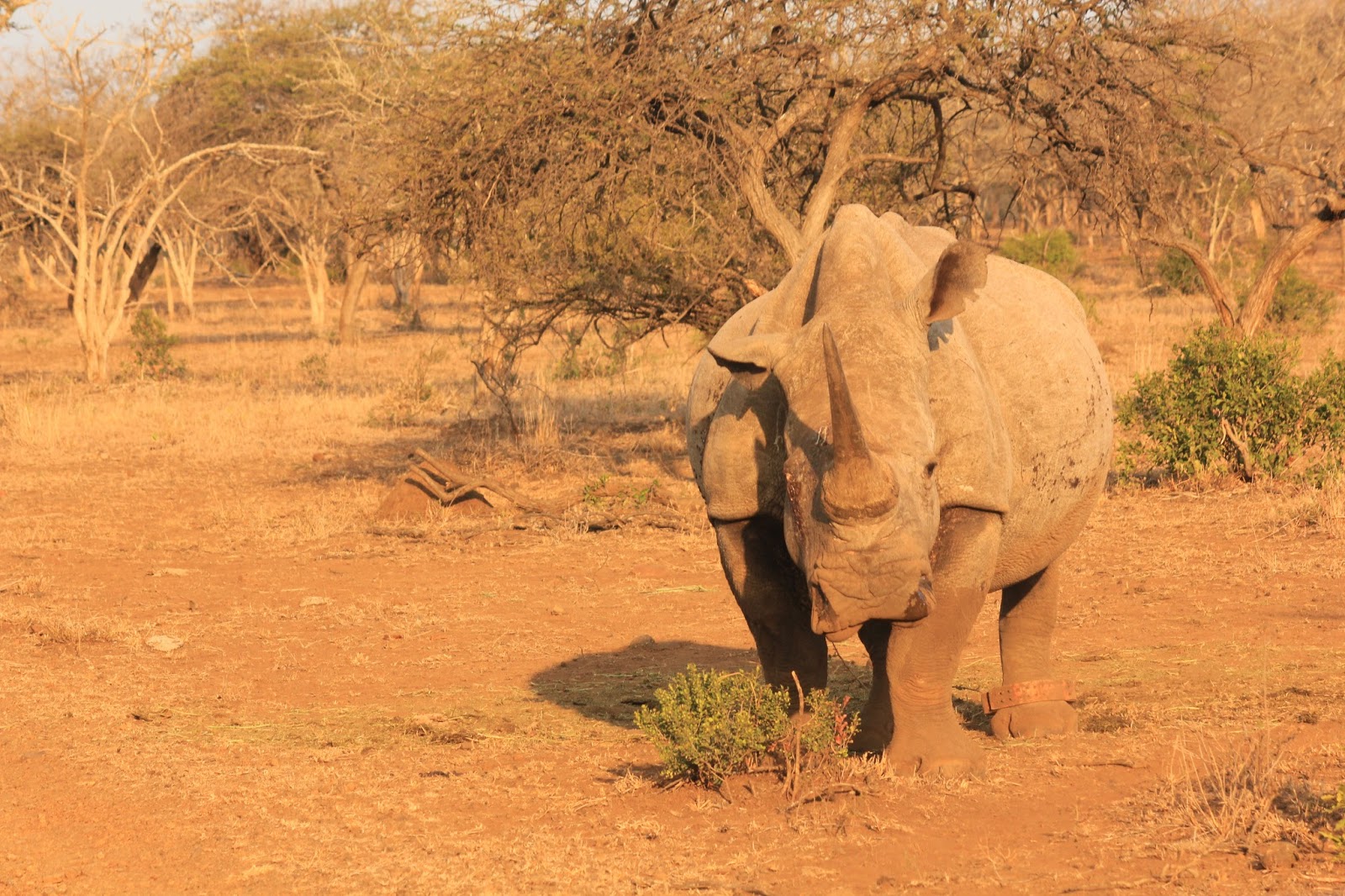 A rhino named Lucky - Rhino River Lodge