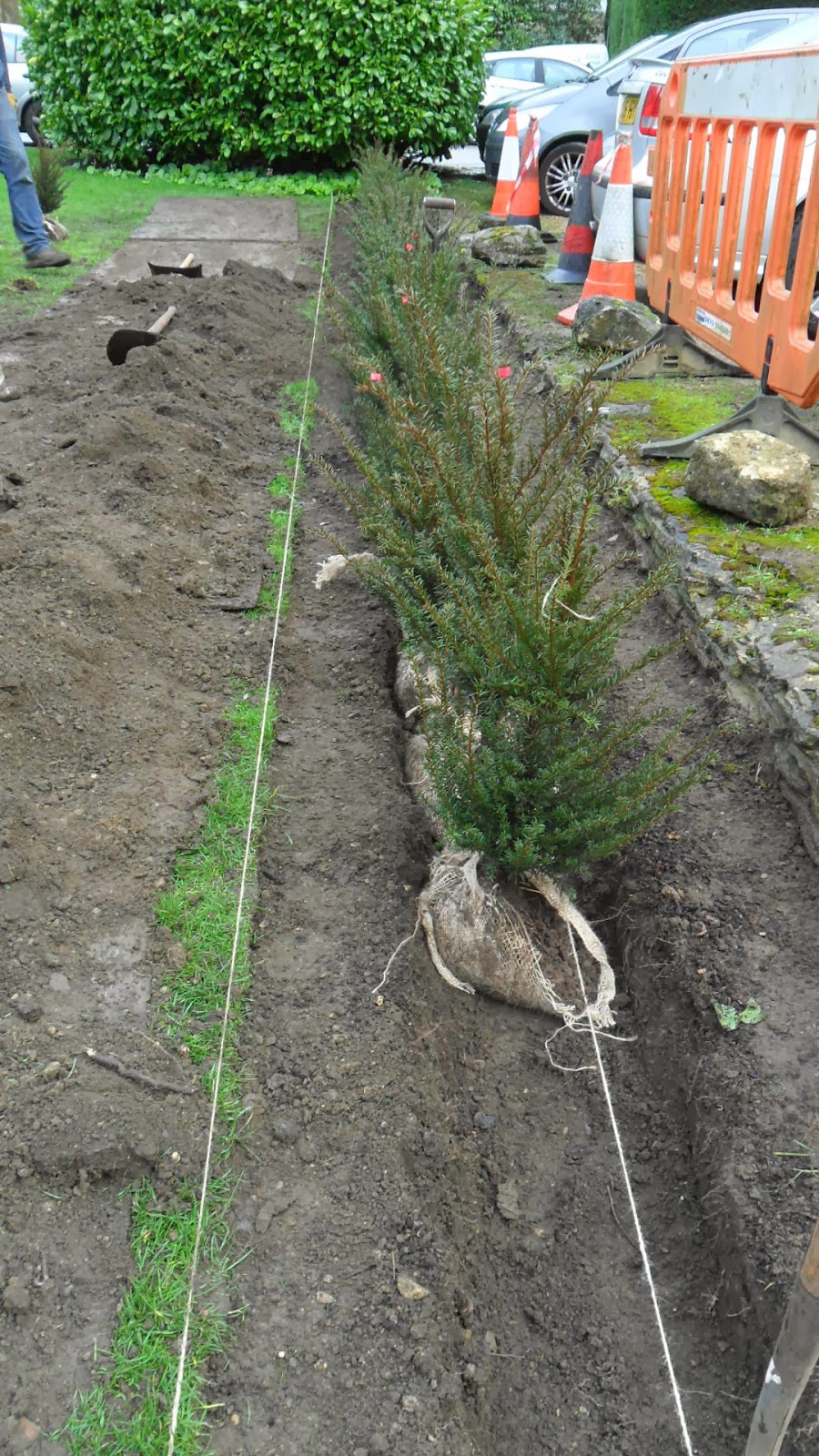Worcester College Gardeners 20092018 Planting A New Yew Hedge