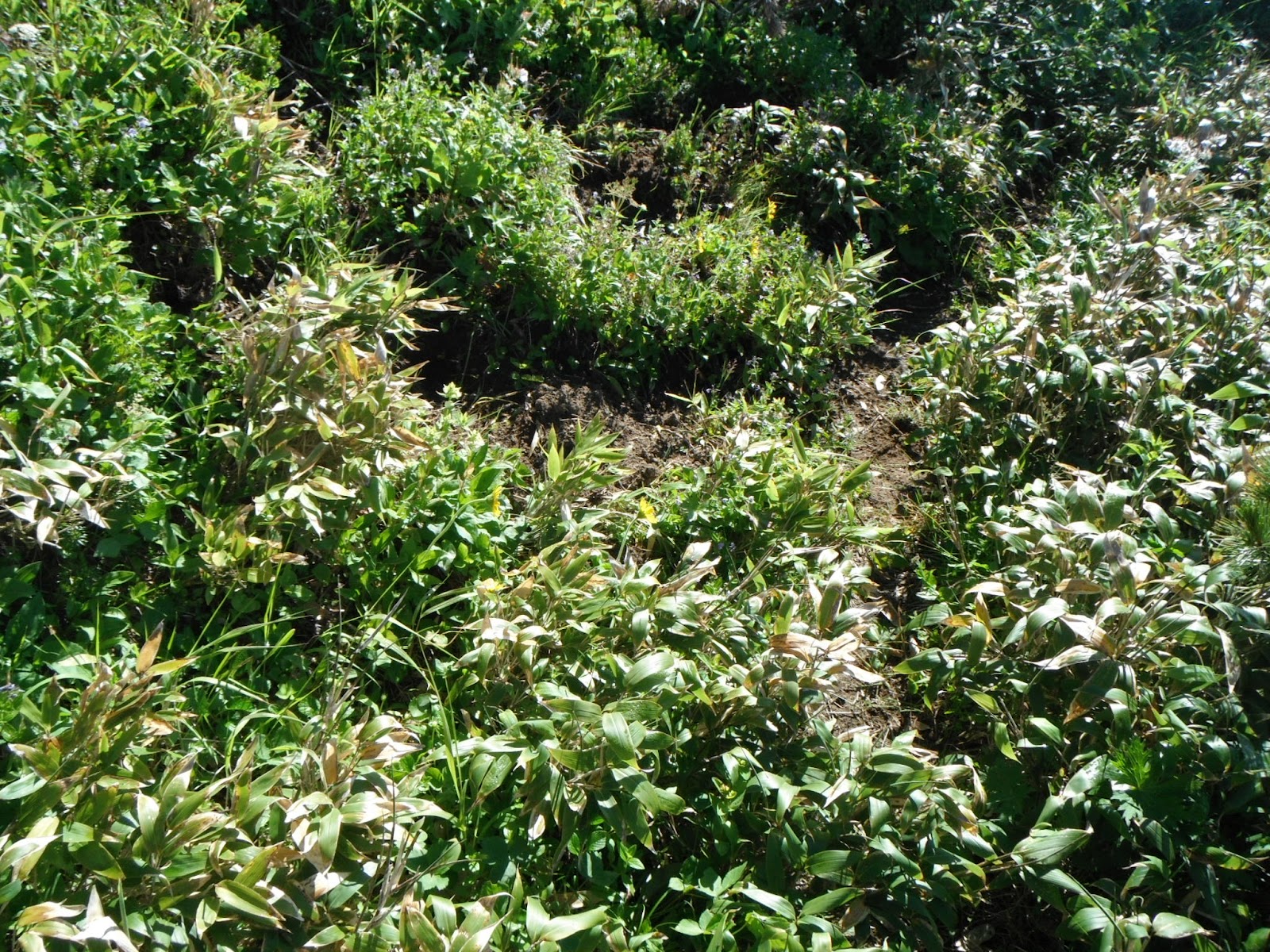 山旅三昧 北戸蔦別から1967峰往復そして下山