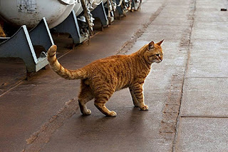 Блог Кота Васьки Сергей Иванович