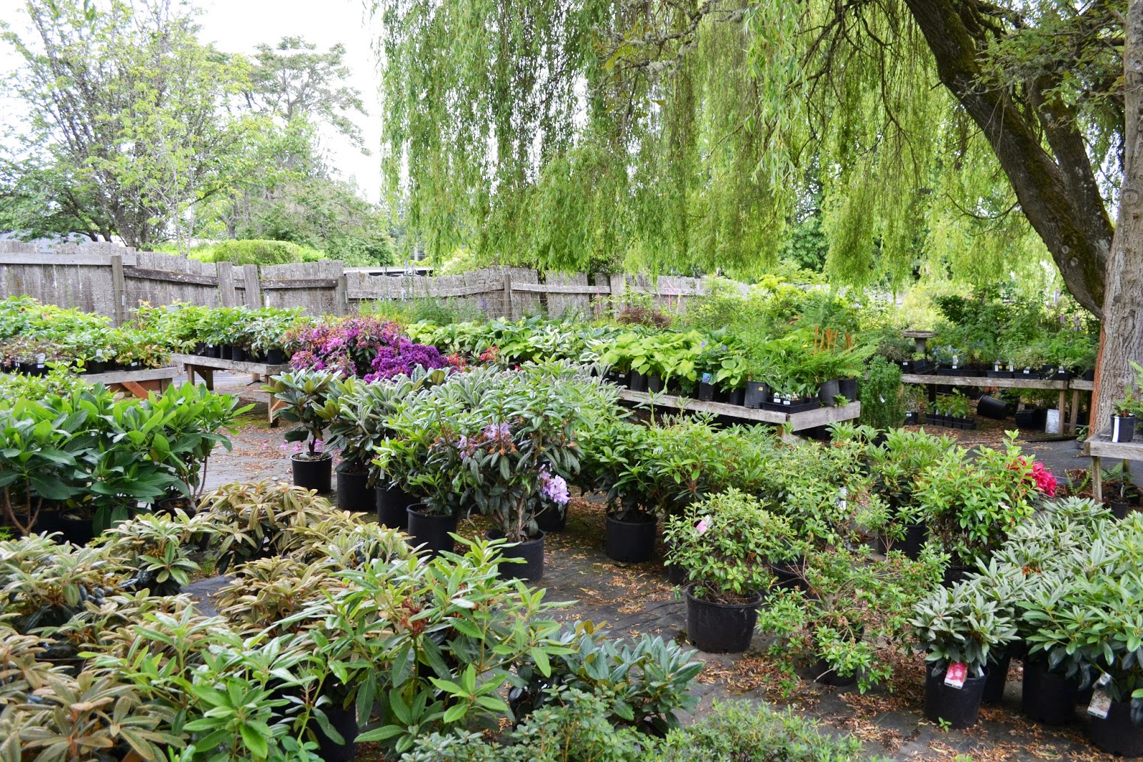 The Outlaw Gardener Vashon Island Part 3; Visiting Kathy's Corner Nursery