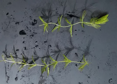 マツモを10~15cmぐらいにカットされたマツモ