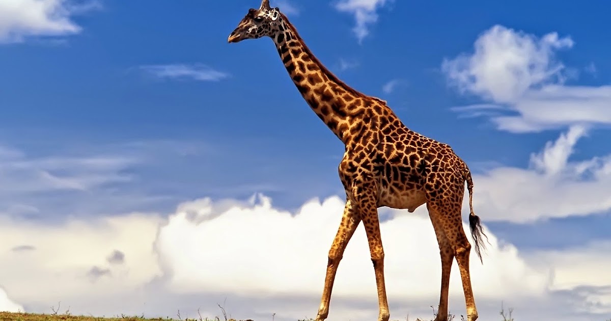 IlRegnodeiFossili La Giraffa è il più