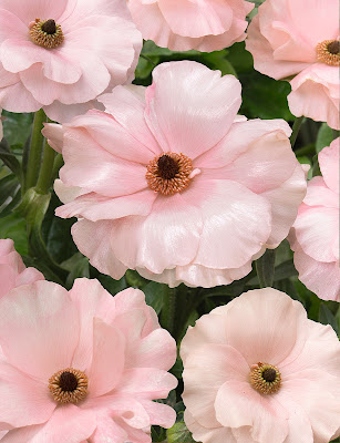ARIADNE Butterfly Ranunculus