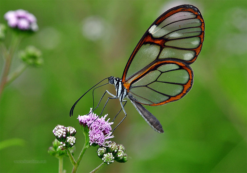 glasswing-butterfly-keralites.net04.jpg