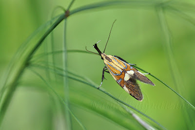 Alabonia geofrella