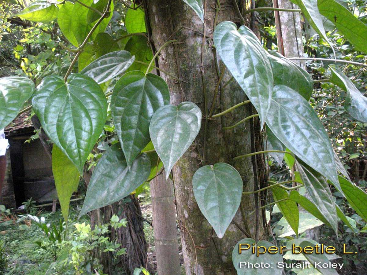 Medicinal Plants: Piper betle Nagavalli tamalapaku paan vettilai