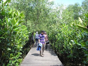 Melihat Kilas Indahnya Hutan Mangrove Nguling Pasuruan Yang Asri Melihat Kilas Indahnya Hutan Mangrove Nguling Pasuruan Yang Asri