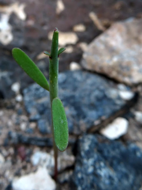 Euphorbia aphylla - Tabaiba parida 09