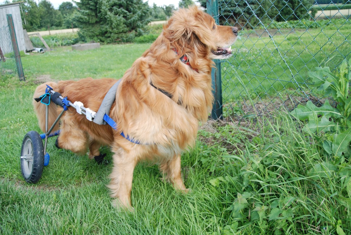 Degenerative Myelopathy Part 1 What Can You Do For Your Dog? Kenzo