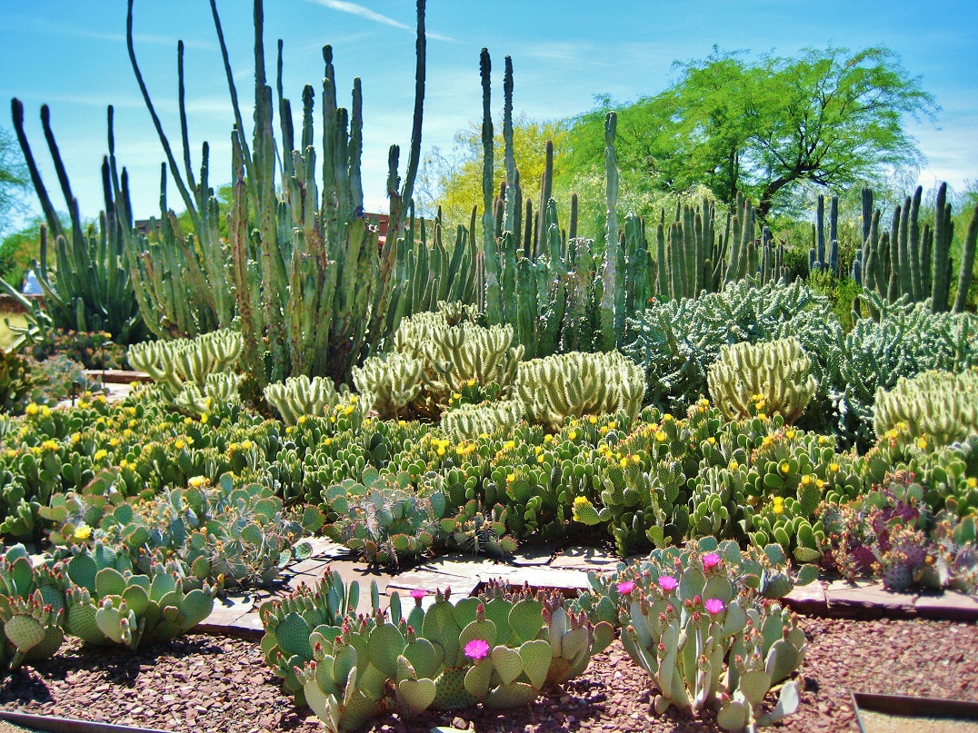 Contain plants. Пустынный Ботанический сад Феникс. Ботанический сад Аризона. Ботанический сад в Финиксе. Ботанический сад в пустыне Аризоны.