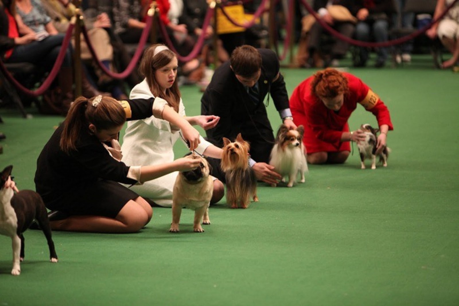 Выставка собак уфа. Выставки собак Юный хендлер. На выставке собак. Собака в ринге.