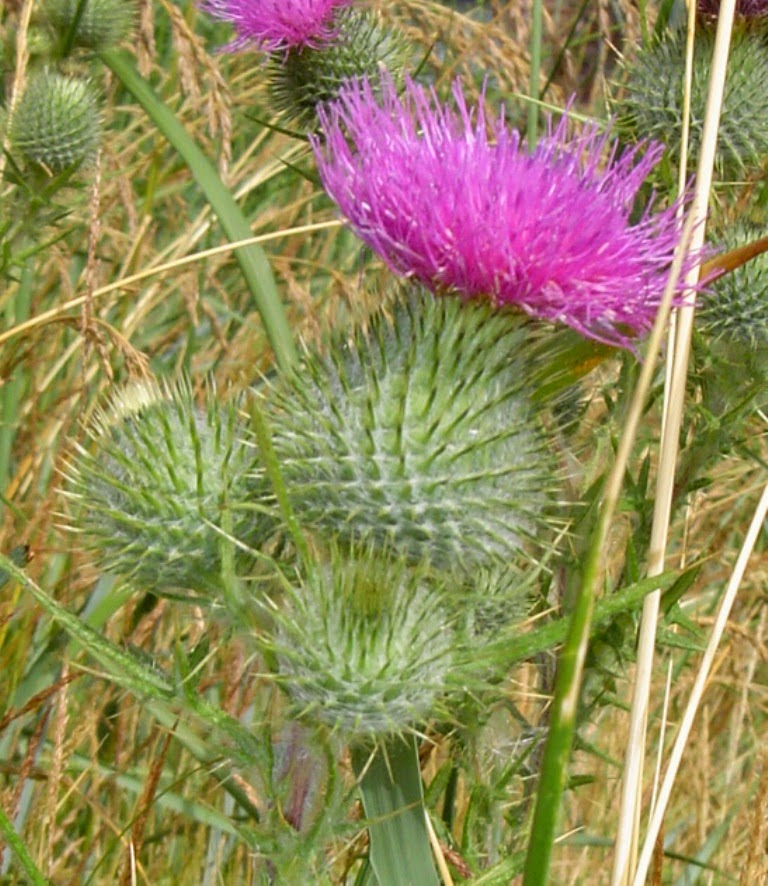 miles to go before I sleep&hellip;. Battle of the Bull Thistle